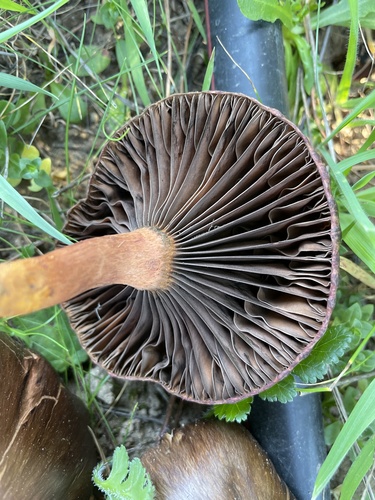 Chroogomphus vinicolor (Pine spike) — photo