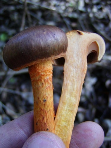 Gomphidiaceae