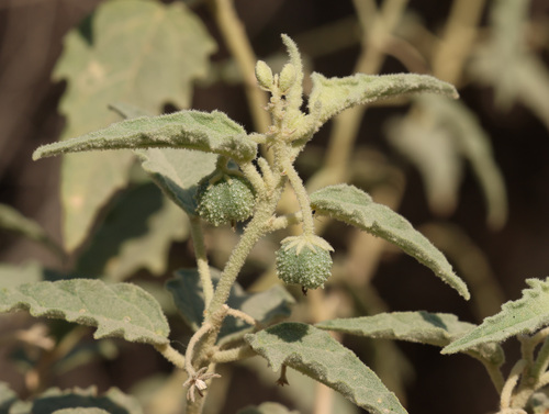 Chrozophora oblongifolia — photo