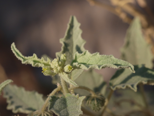 Chrozophora oblongifolia — photo
