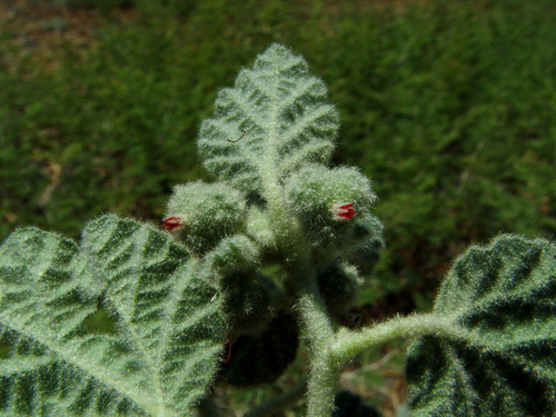 Chrozophora plicata (Giradol) — photo