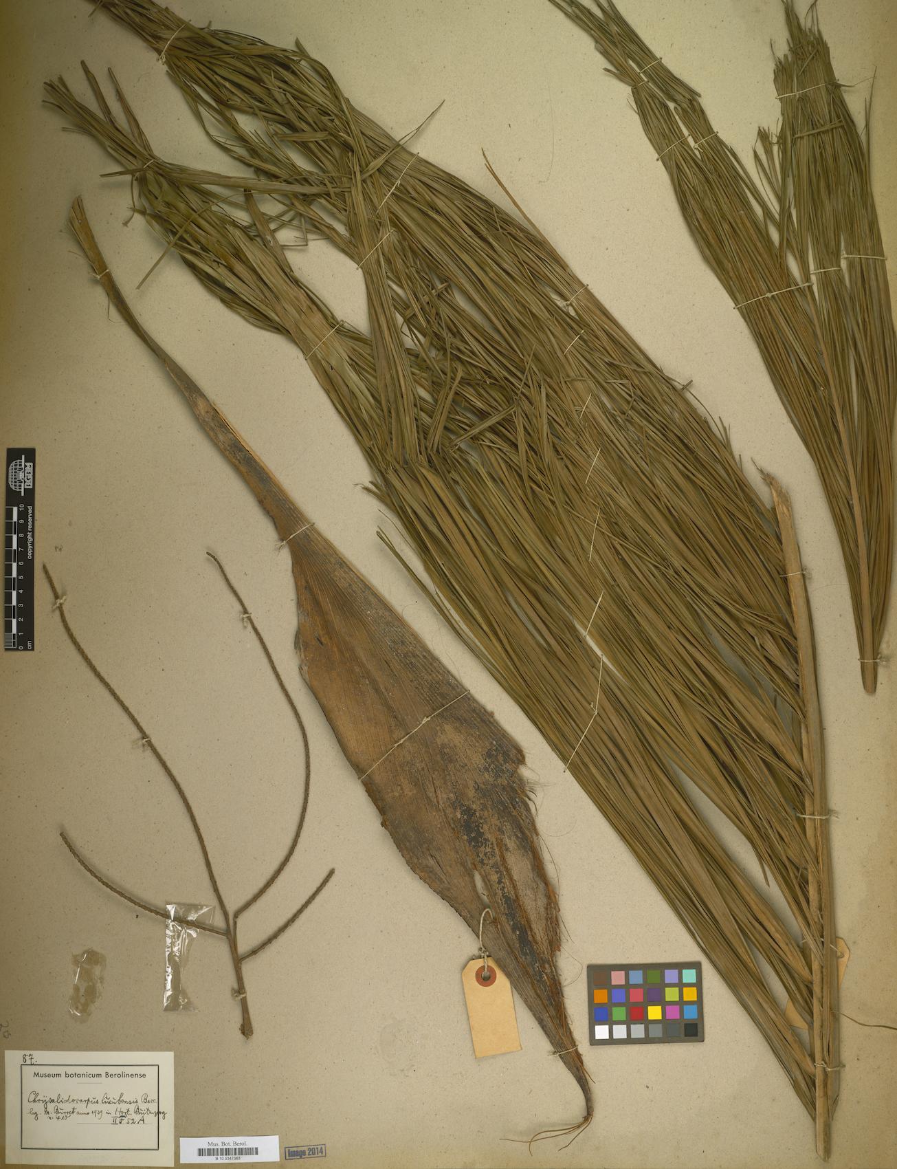 Chrysalidocarpus spp. — photo