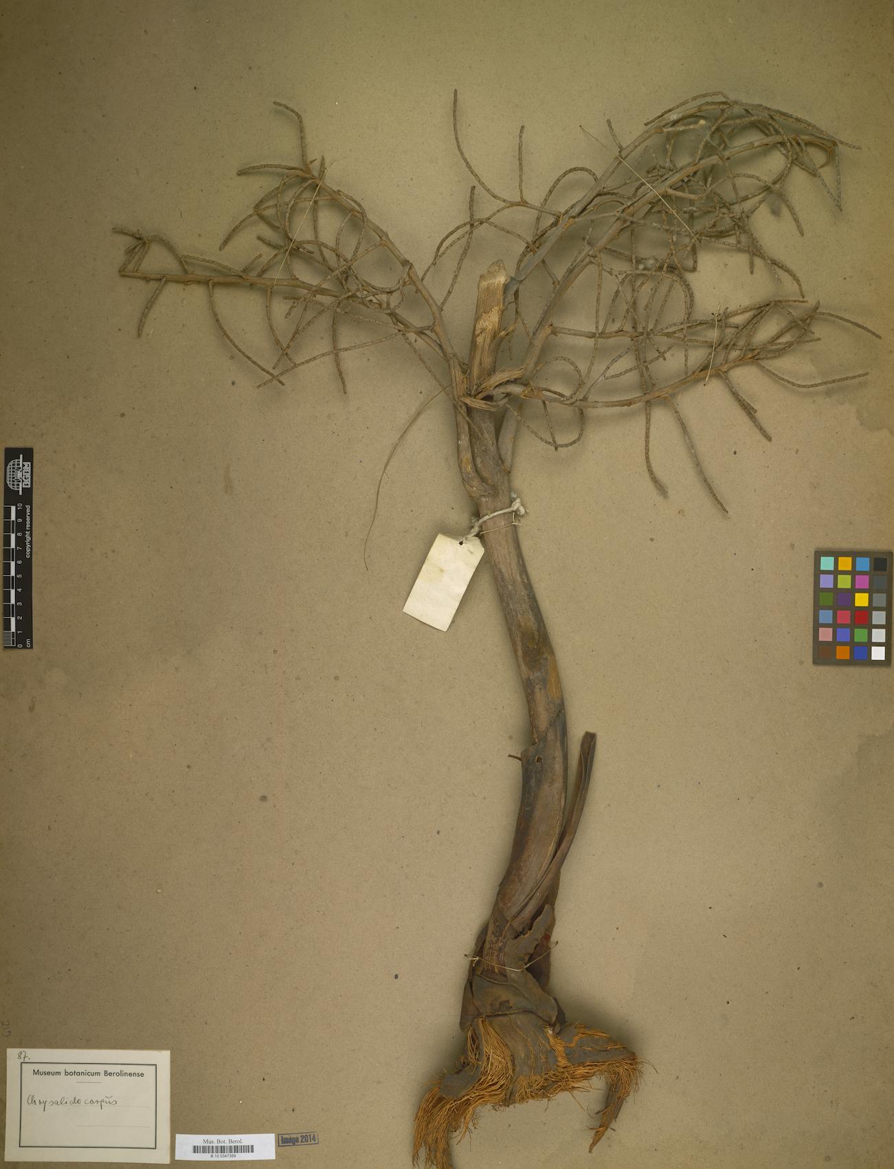 Chrysalidocarpus spp.