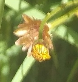 Chrysanthellum americanum — photo