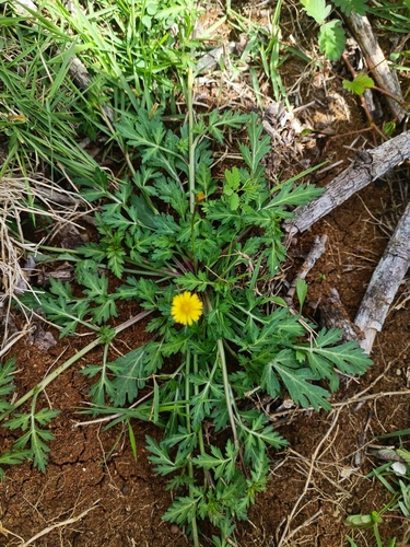 Chrysanthellum americanum — photo