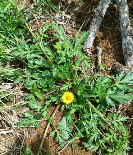 Chrysanthellum americanum