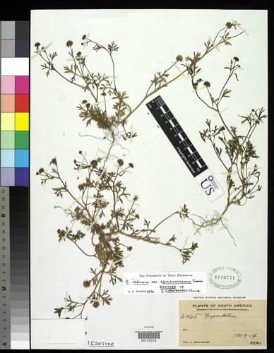 Chrysanthellum indicum — photo