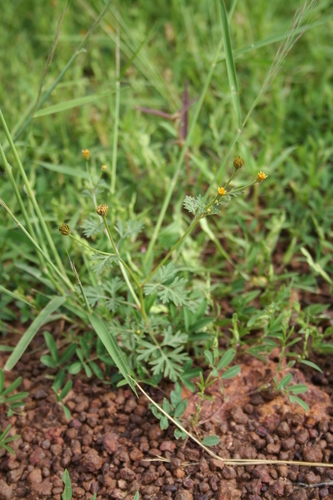 Chrysanthellum indicum