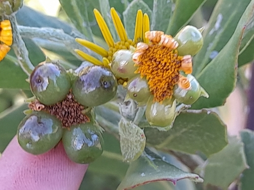 Chrysanthemoides monilifera (Boneseed) — photo