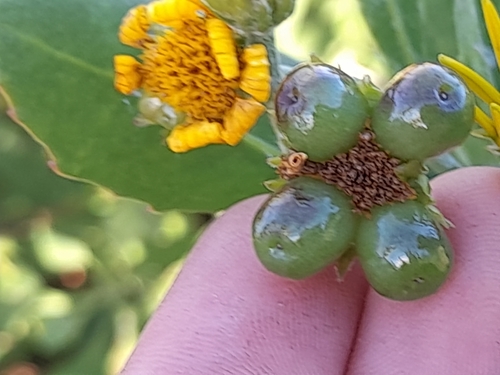 Chrysanthemoides monilifera (Boneseed) — photo