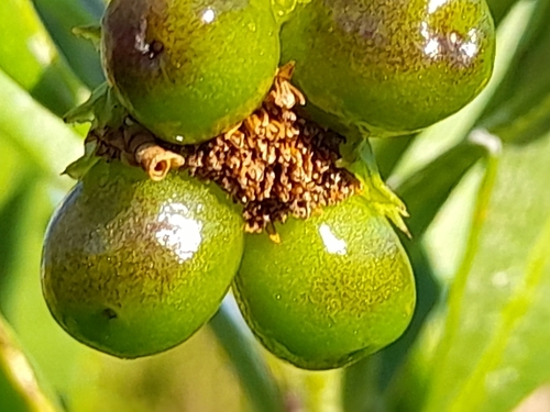 Chrysanthemoides monilifera