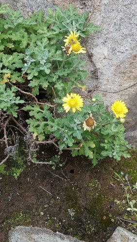 Chrysanthemum indicum (Wild Chrysanthemum) — photo