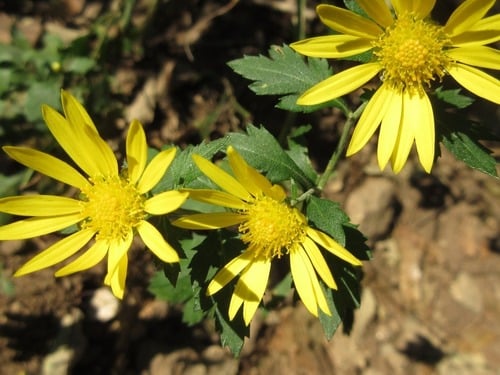 Chrysanthemum indicum