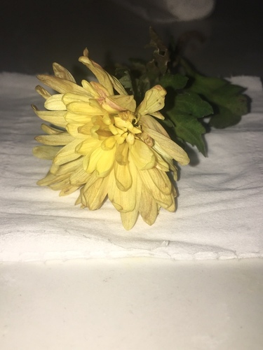 Chrysanthemum morifolium (Chrysanthemum) — photo
