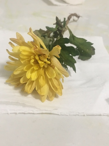 Chrysanthemum morifolium (Chrysanthemum) — photo