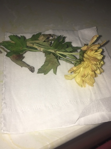 Chrysanthemum morifolium