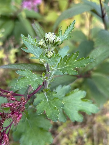 Chrysanthemum x morifolium (Edible chrysanthemum) — photo