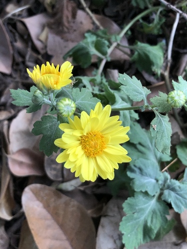 Chrysanthemum x morifolium