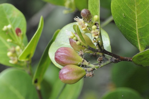 Chrysobalanus icaco (Cocoplum) — photo