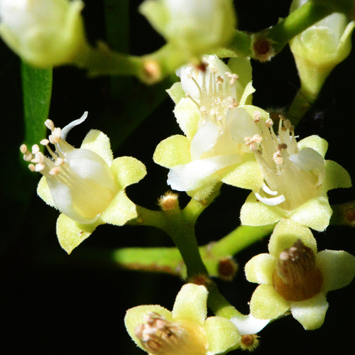 Chrysobalanus icaco (Cocoplum) — photo