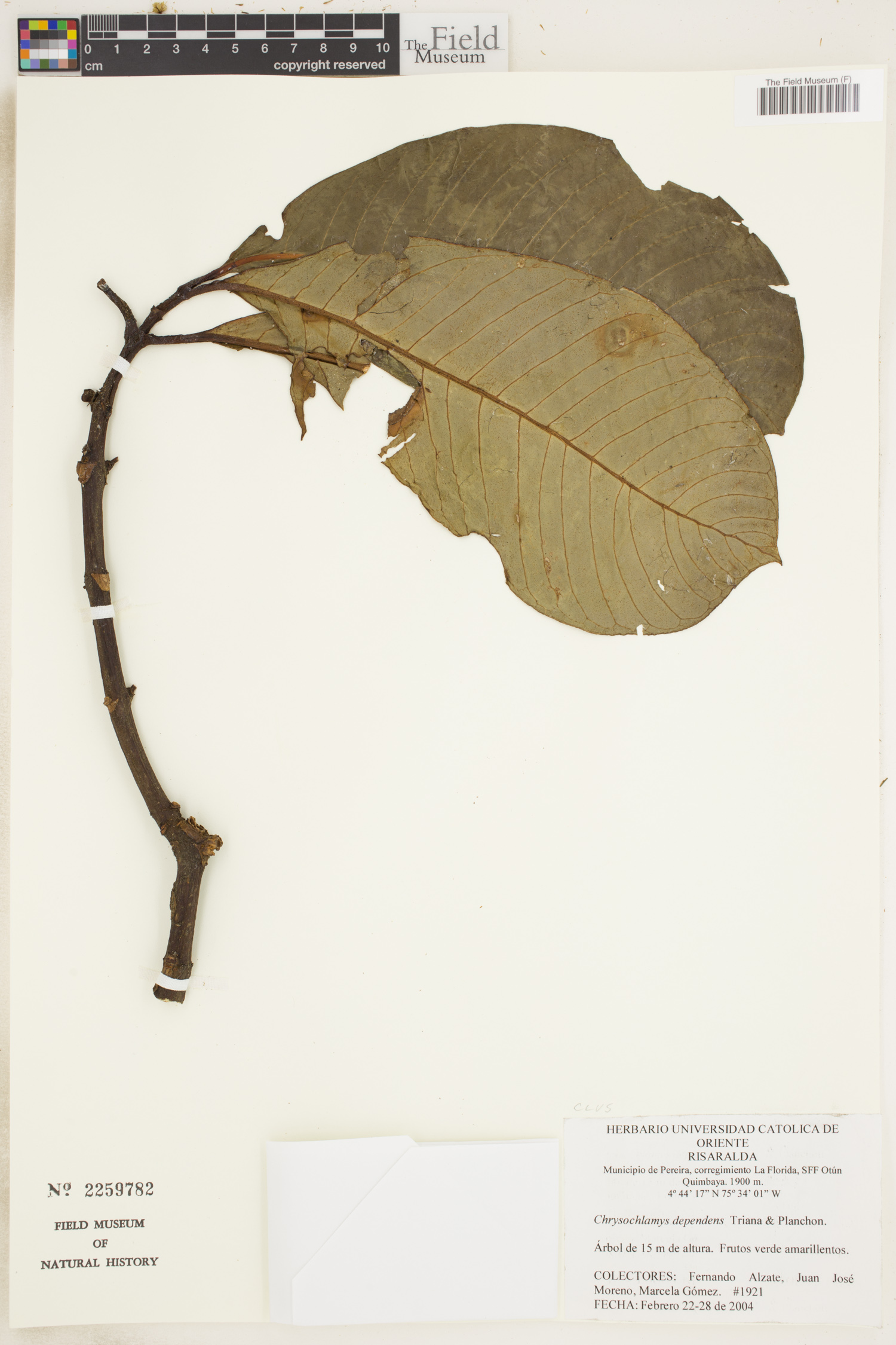 Chrysochlamys dependens — photo