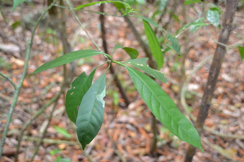 Chrysochlamys nicaraguensis — photo