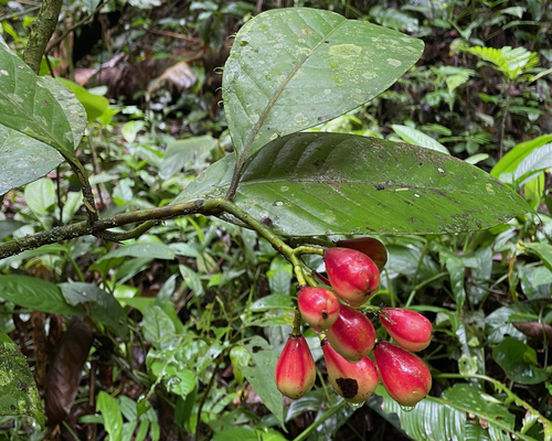 Chrysochlamys nicaraguensis
