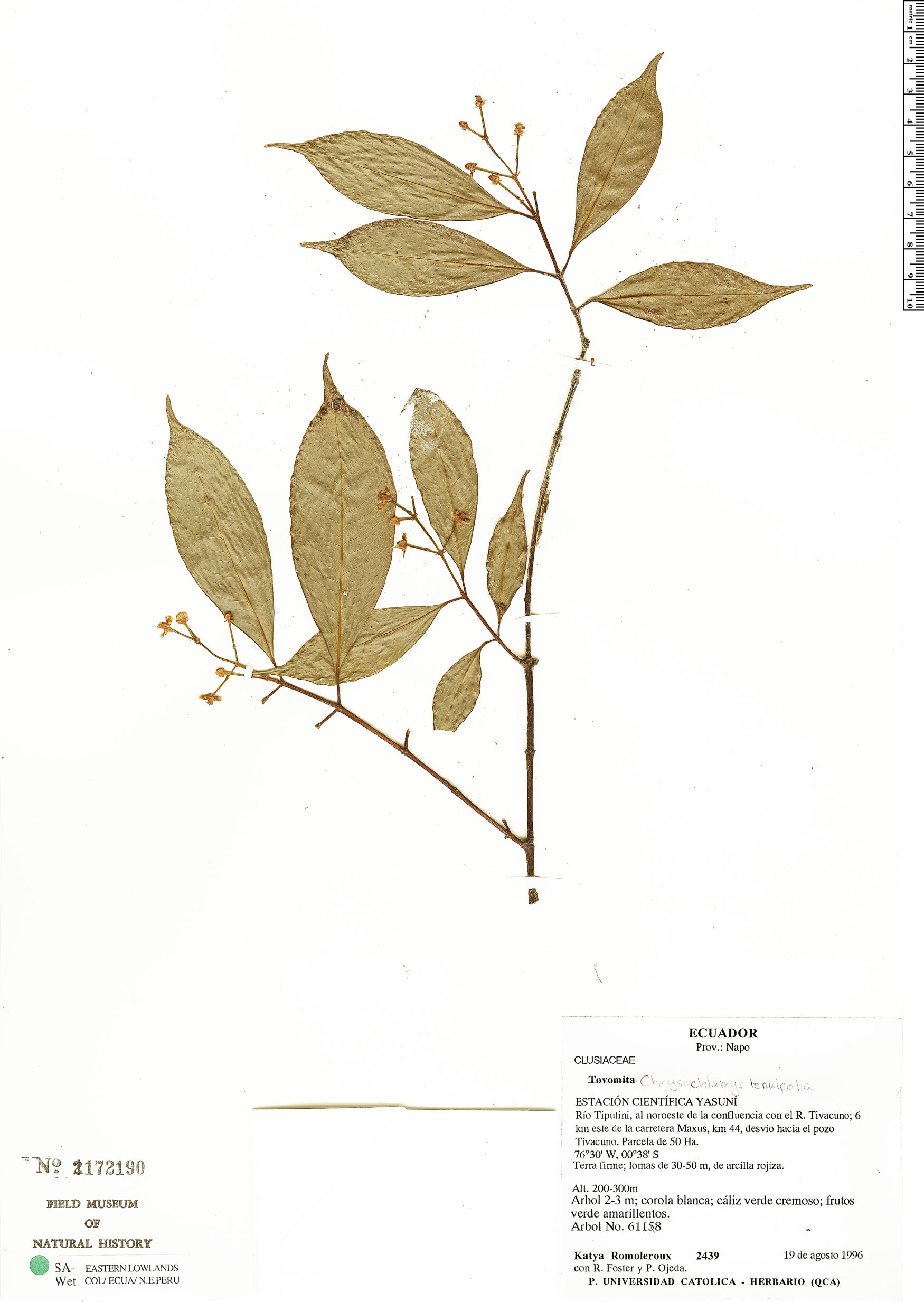 Chrysochlamys tenuifolia (Slender leaf chrysochlamys) — photo