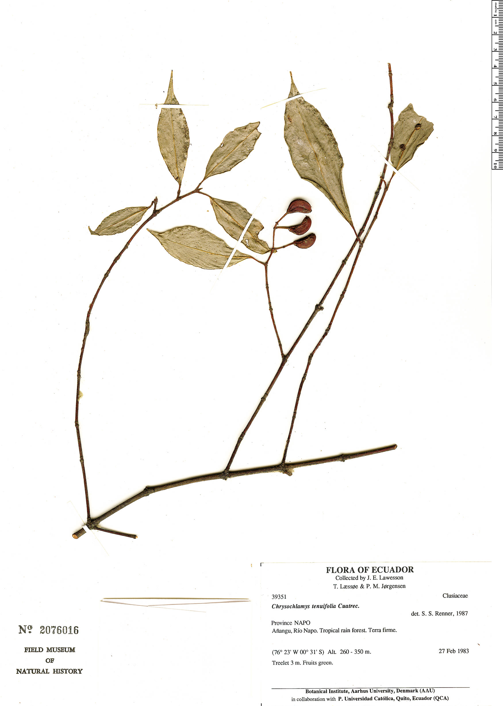 Chrysochlamys tenuifolia (Slender leaf chrysochlamys) — photo
