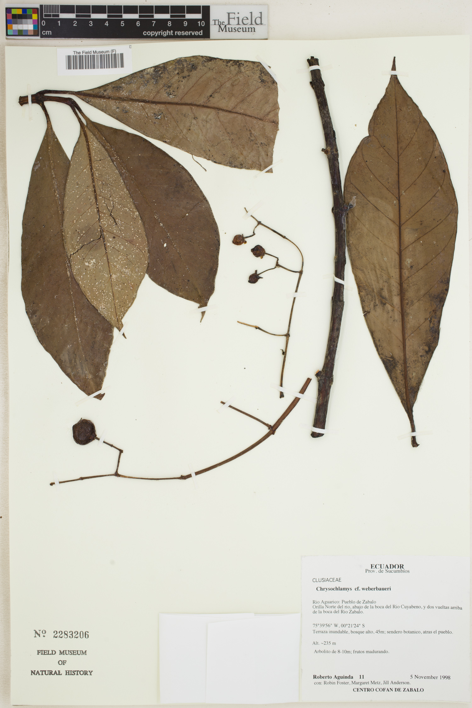 Chrysochlamys weberbaueri