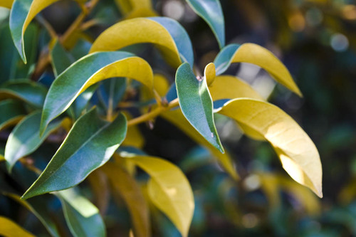 Chrysolepis chrysophylla (Golden chinkapin) — photo