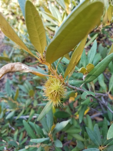 Chrysolepis sempervirens (Dwarf golden chinquapin) — photo