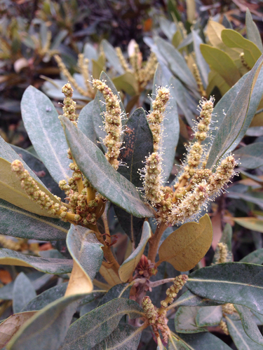 Chrysolepis sempervirens (Dwarf golden chinquapin) — photo