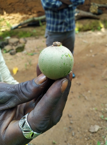 Chrysophyllum albidum (White star-apple) — photo