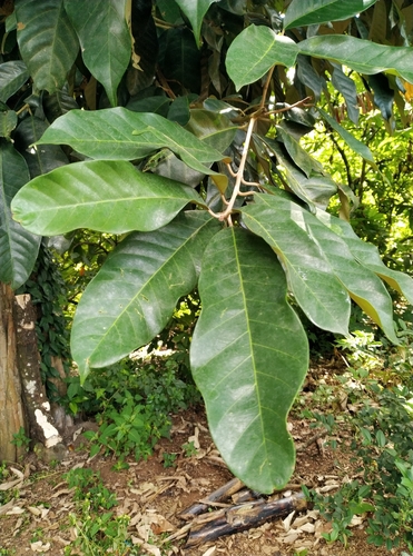 Chrysophyllum albidum (White star-apple) — photo