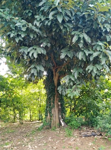 Chrysophyllum albidum
