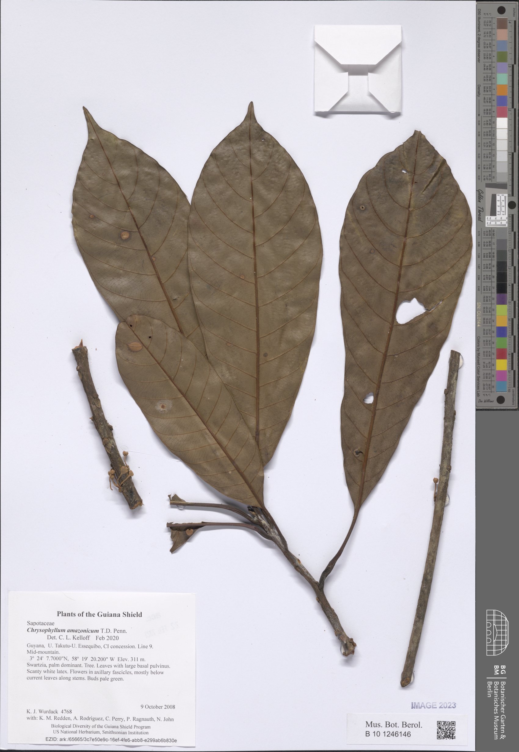 Chrysophyllum amazonicum