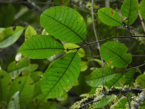 Chrysophyllum argenteum (Lechecillo) — photo
