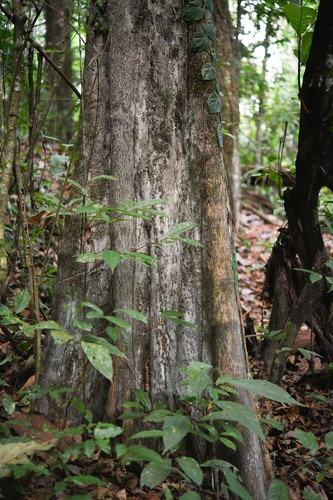 Chrysophyllum argenteum (Lechecillo) — photo