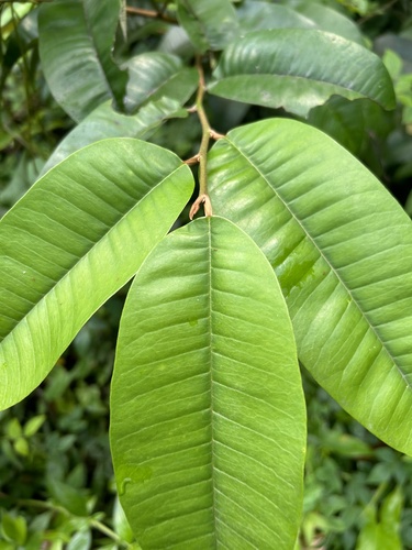 Chrysophyllum argenteum subsp. auratum (Wild starapple) — photo