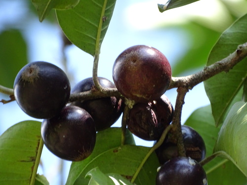 Chrysophyllum argenteum subsp. auratum (Wild starapple) — photo
