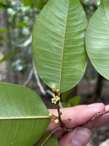 Chrysophyllum argenteum subsp. ferrugineum