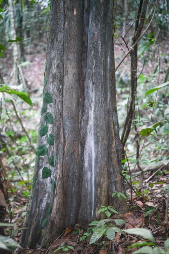 Chrysophyllum argenteum