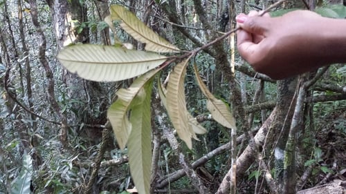Chrysophyllum boivinianum