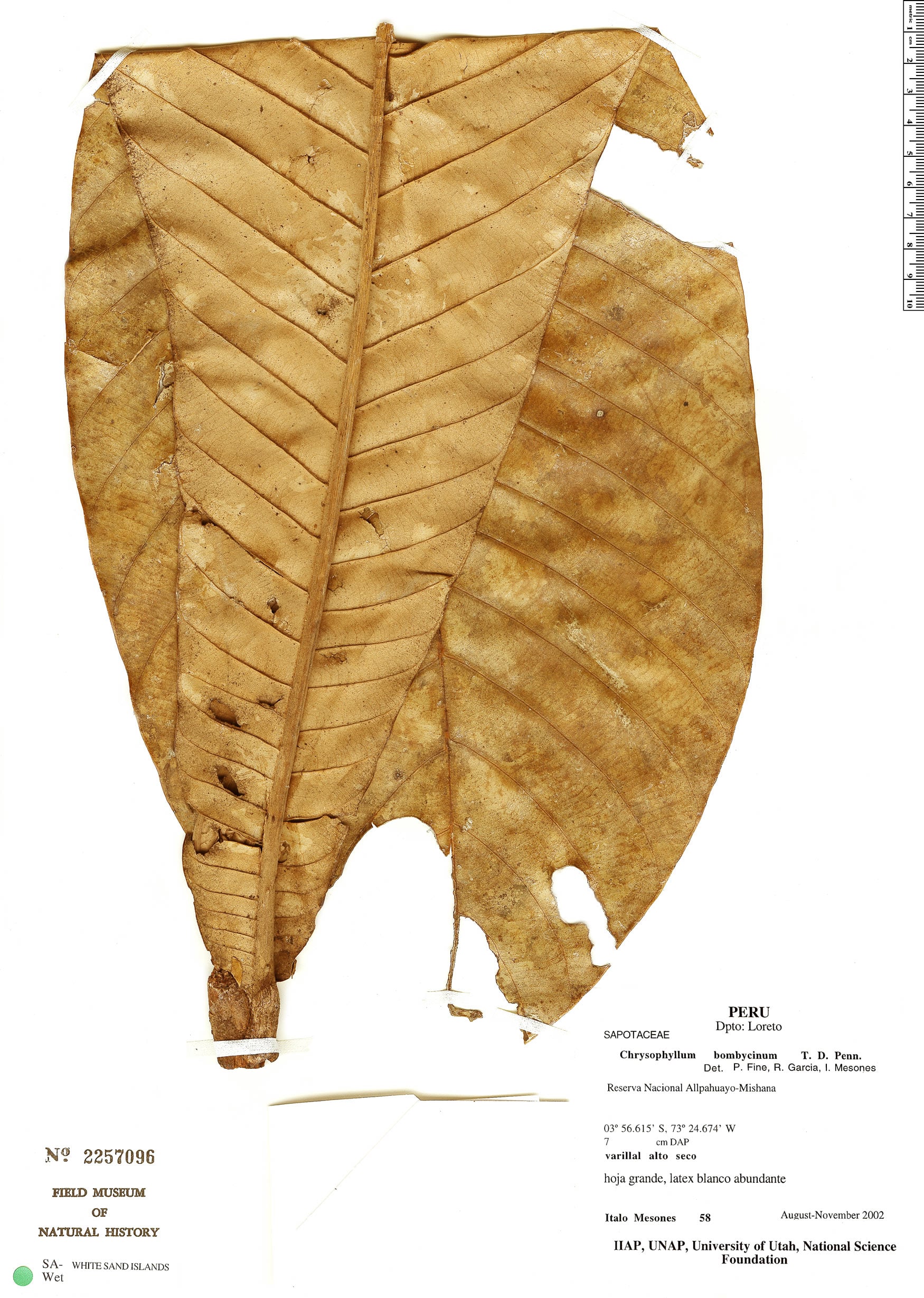 Chrysophyllum bombycinum