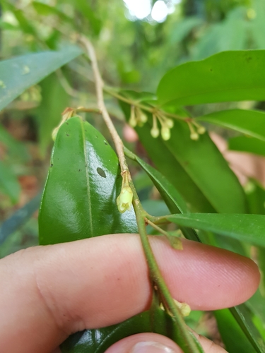 Chrysophyllum brenesii (Zuli krie) — photo