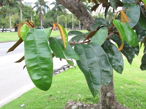 Chrysophyllum cainito (Star apple) — photo