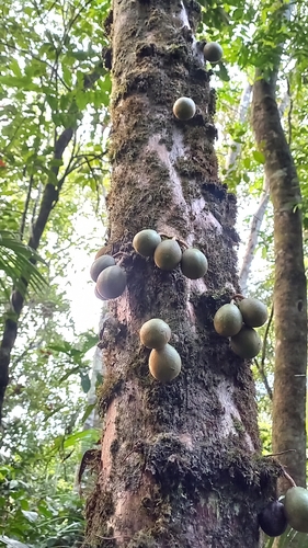 Chrysophyllum cuneifolium (Atakamara) — photo