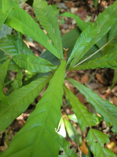 Chrysophyllum cuneifolium (Atakamara) — photo
