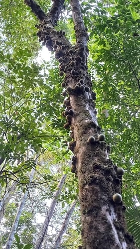 Chrysophyllum cuneifolium